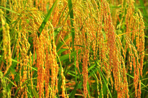 稻米制种选育和深加工制备工艺技术