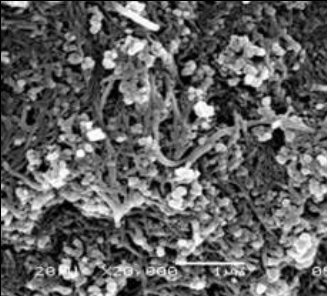 碳纳米管复合导电剂的SEM照片